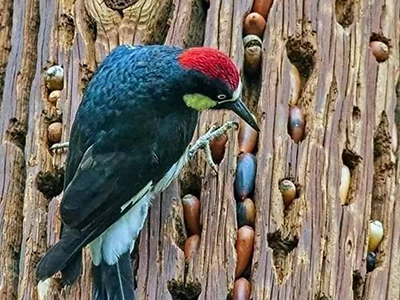 One acorn at a time!